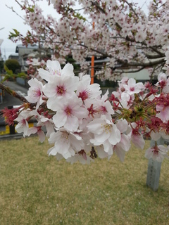 20130402_125136.jpg